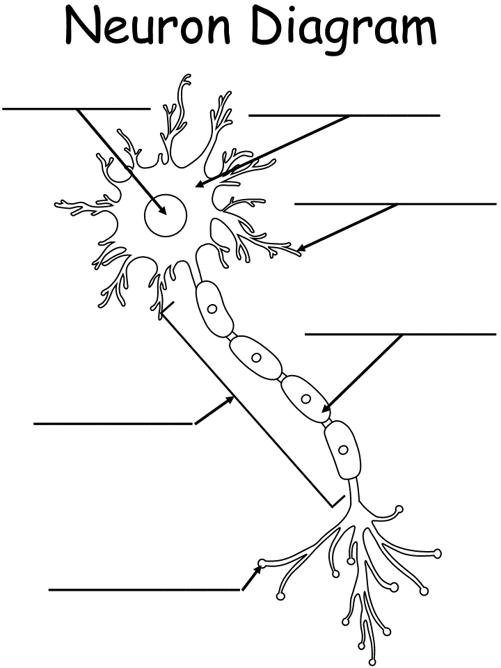 Blank Neuron Diagram