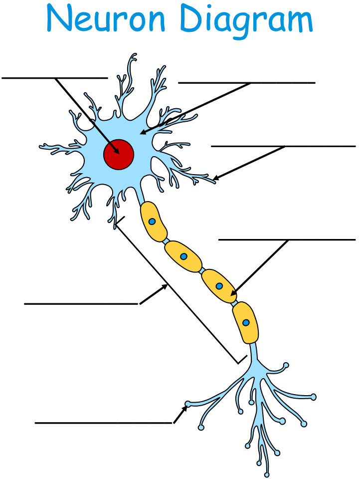  Neuron Activity Worksheet Free Download Gmbar co