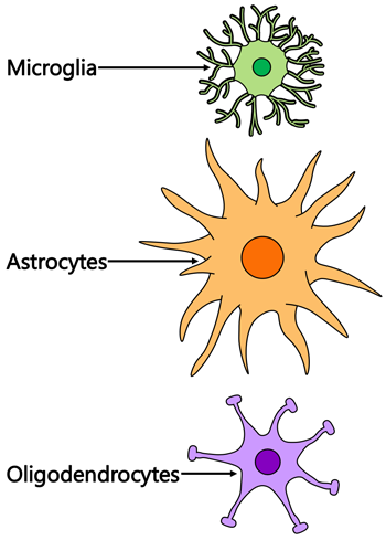 glia cells drawing