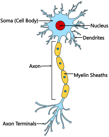 neuron brain cells drawing