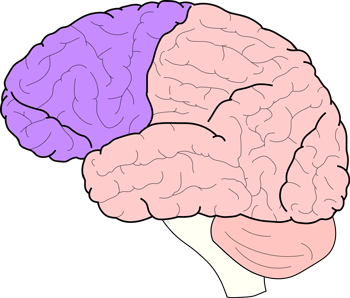 Brain Facts: The Four Lobes