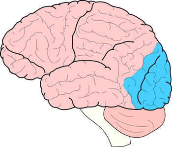 occipital lobe brain diagram
