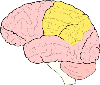 parietal lobe brain diagram