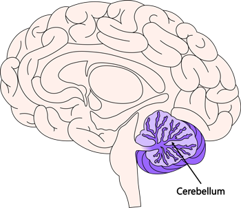 cerebellum brain diagram