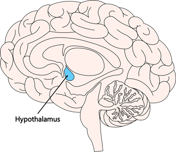 hypothalamus brain diagram