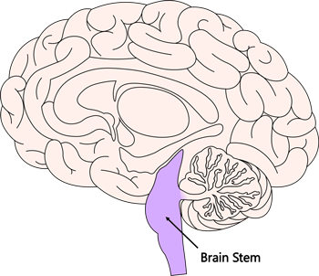 brain stem brain diagram