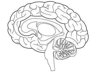 Brain Coloring Page ~ Brain Coloring And Drawing Page For Kids Human