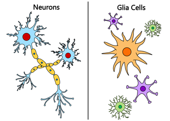 brain cells drawing