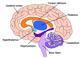 brain structures diagram