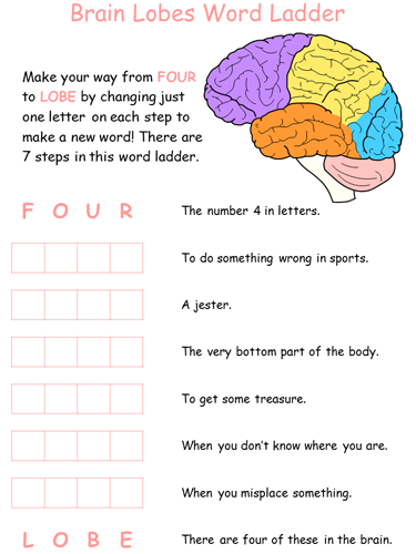 brain lobes word ladder worksheet