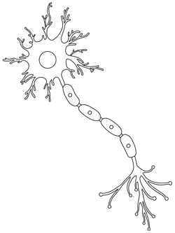 Brain Coloring Pages