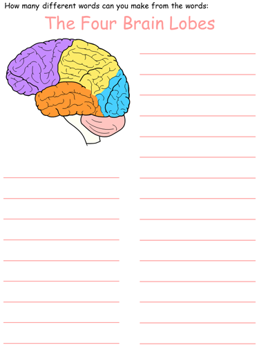 brain lobes word mine worksheet