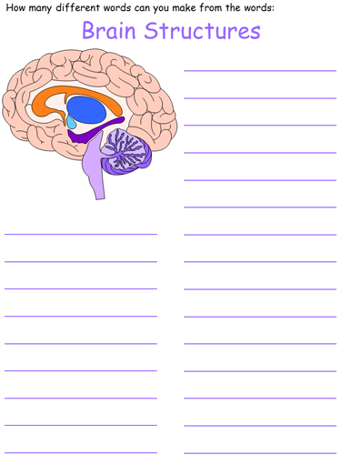 brain structures word mine worksheet