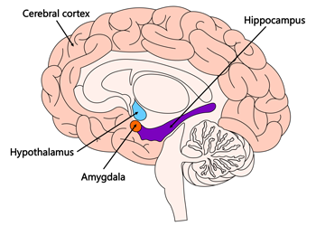 brain structures diagram