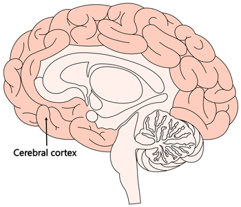 cortex brain diagram