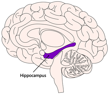 hippocampus brain diagram