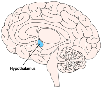 hypothalamus brain diagram
